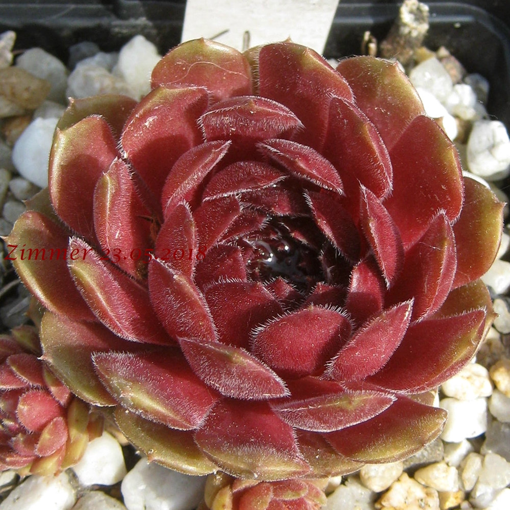 Haccombe Ruby