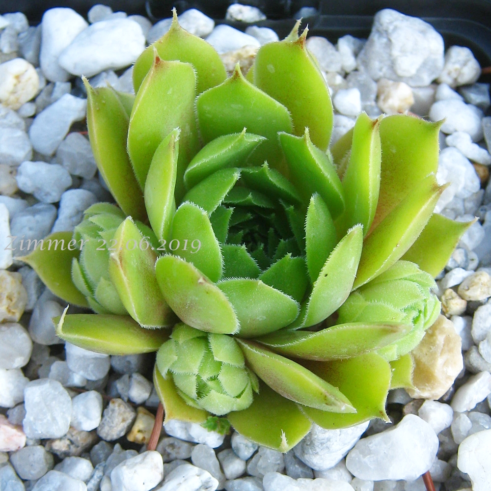 Haynaldii