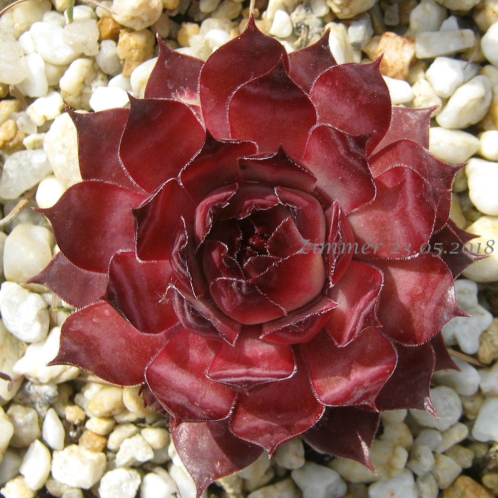 Ineke ( II )
