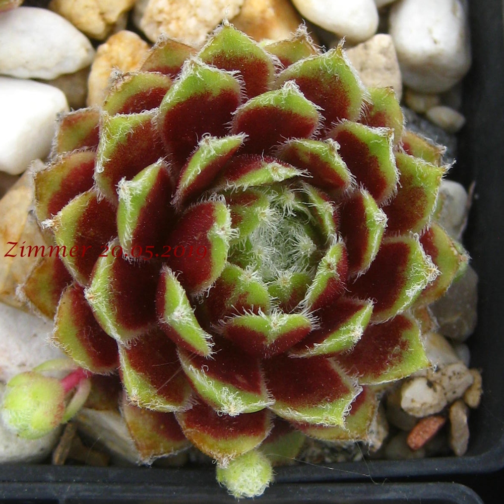 Korspel Beauty