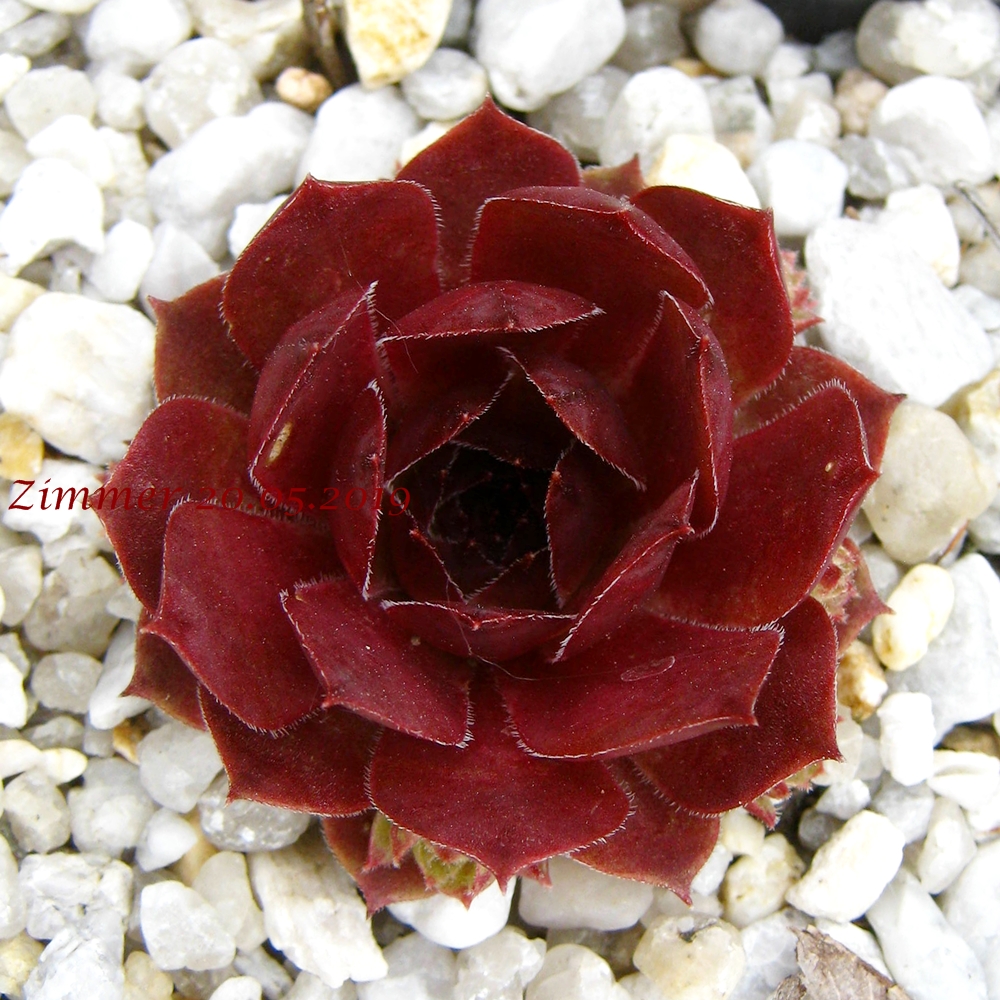 Little Rosebud