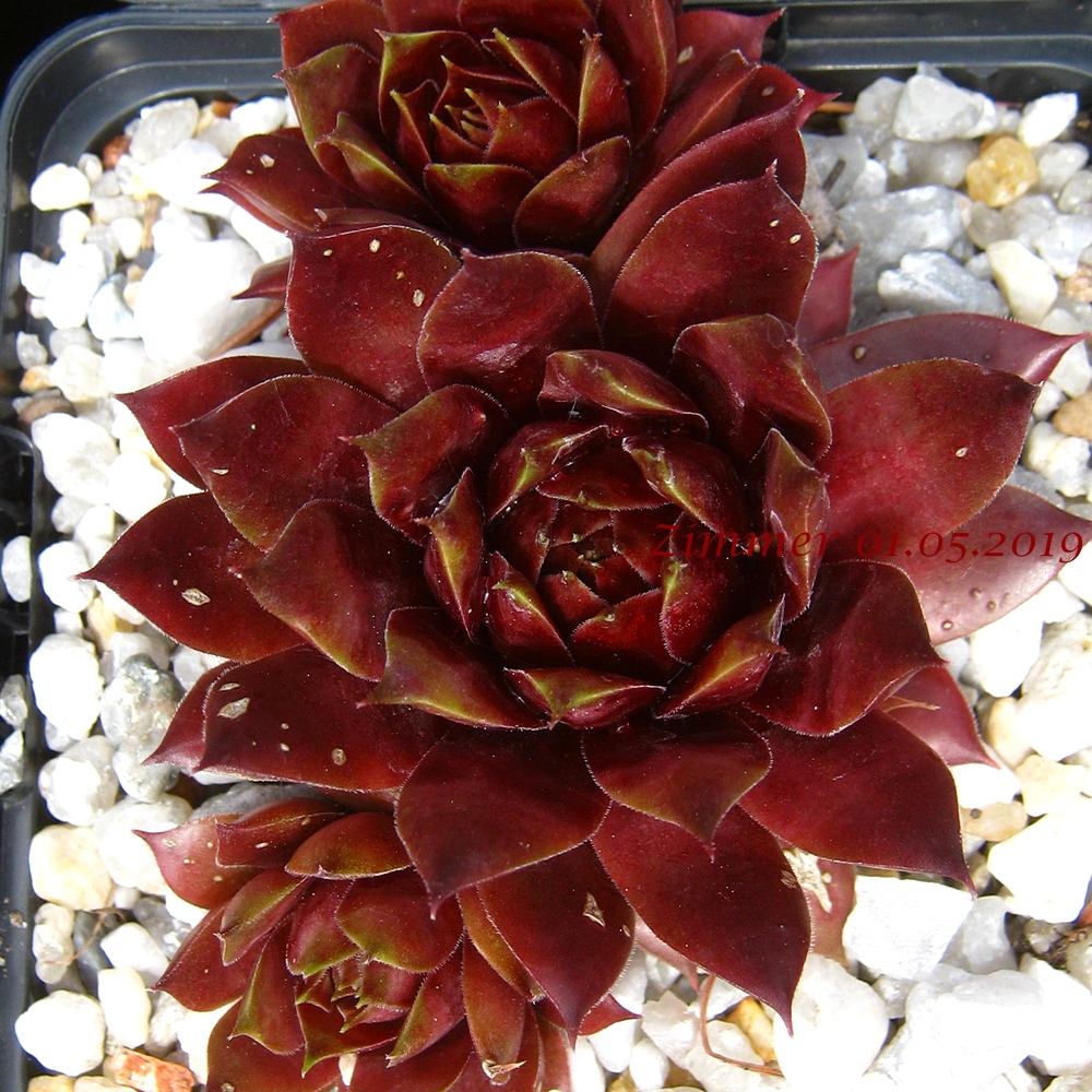 Marland Ruby