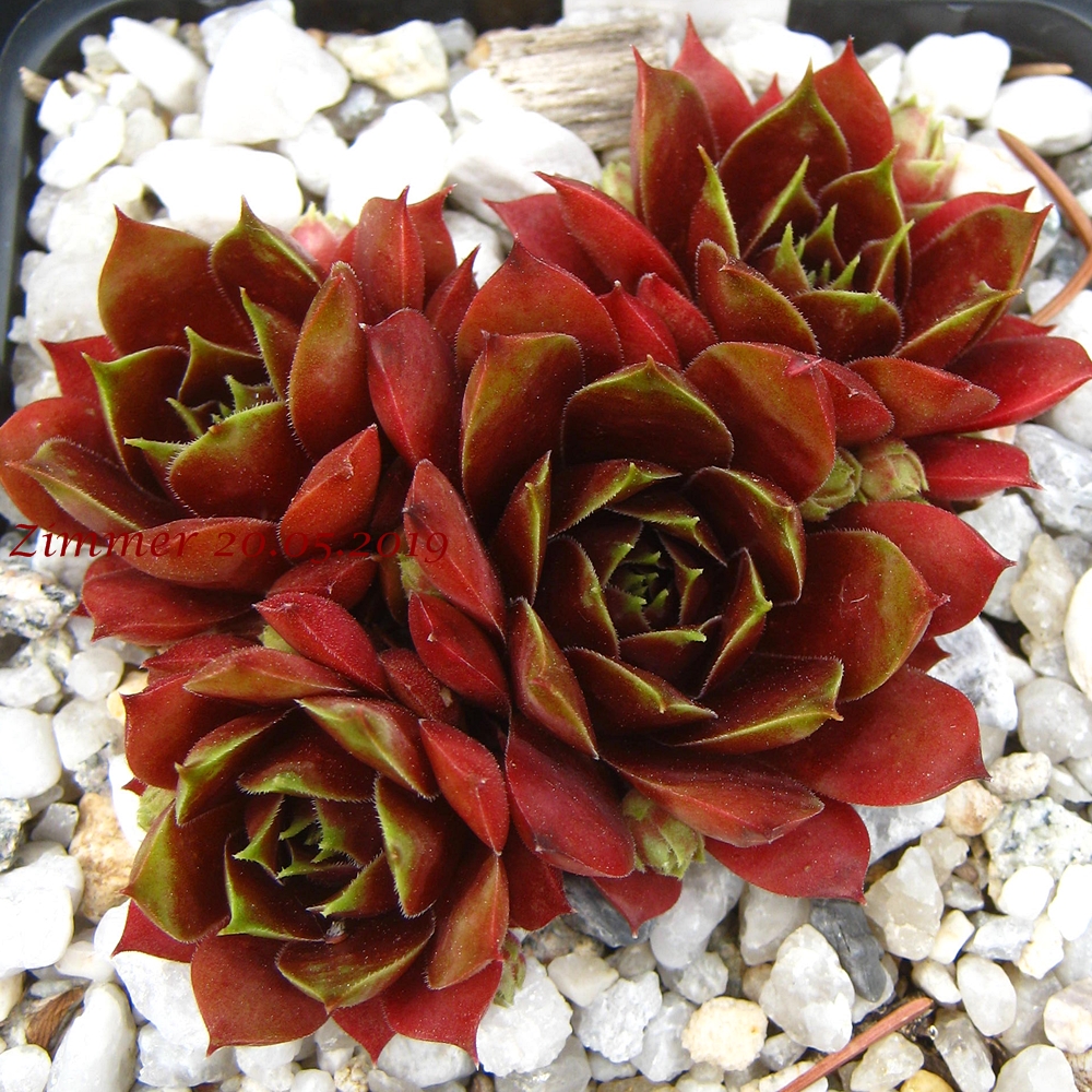 Marland Ruby