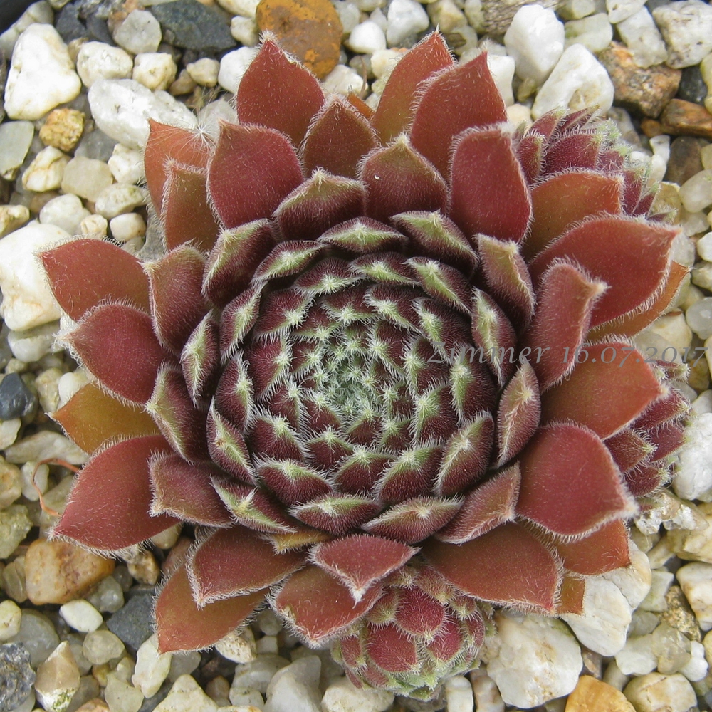 Nanja