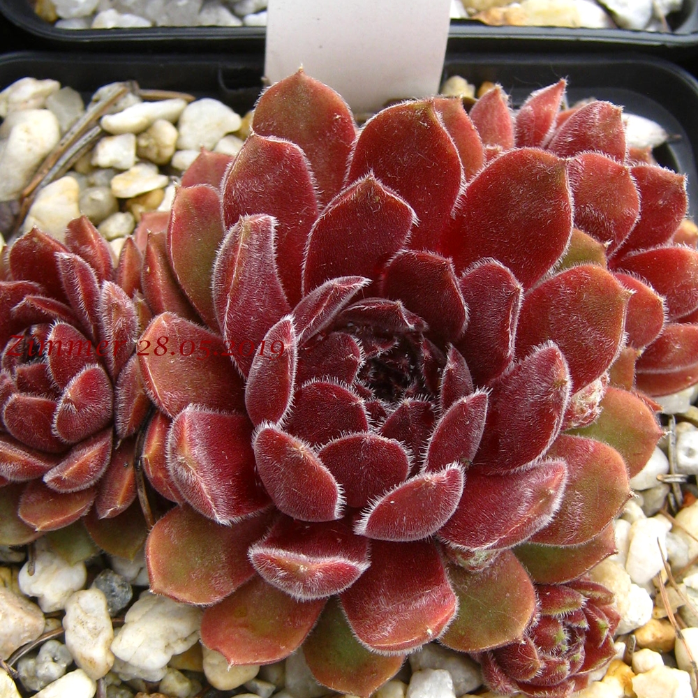 Niphetos