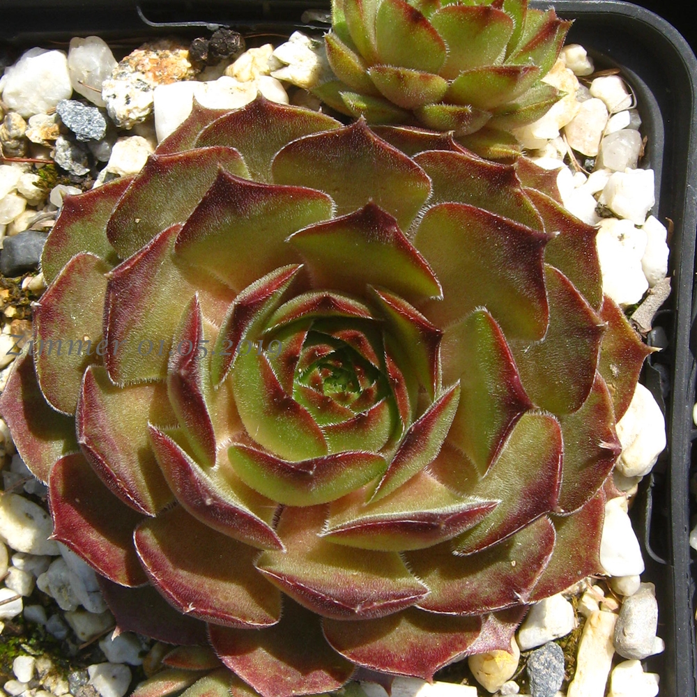 Olcina