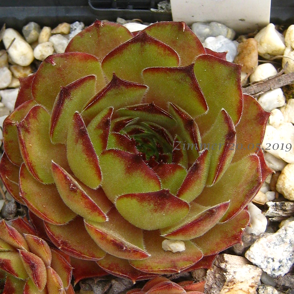 Olcina