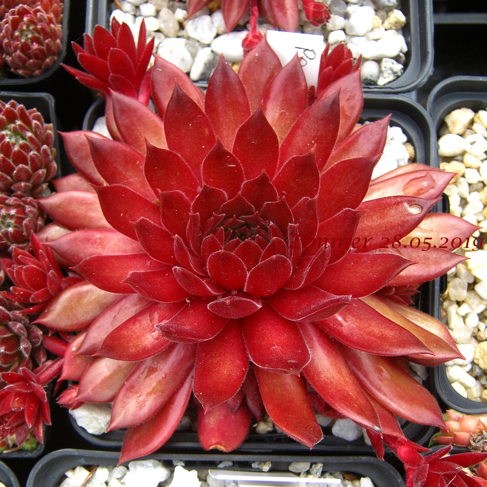 Pacific Blazing Star