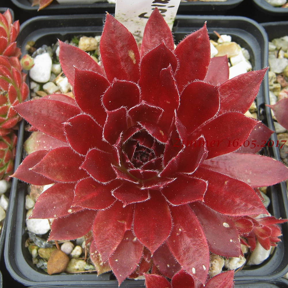 Pacific Hairy Hep