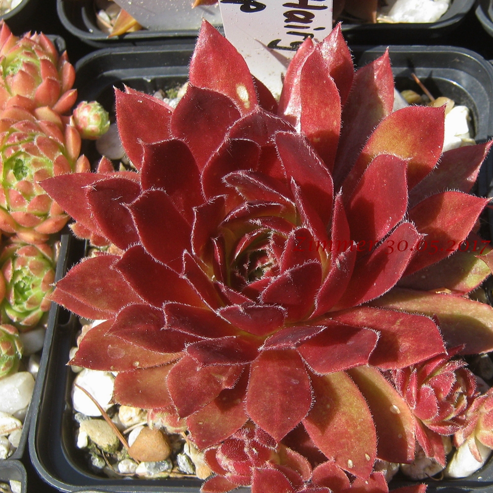 Pacific Hairy Hep