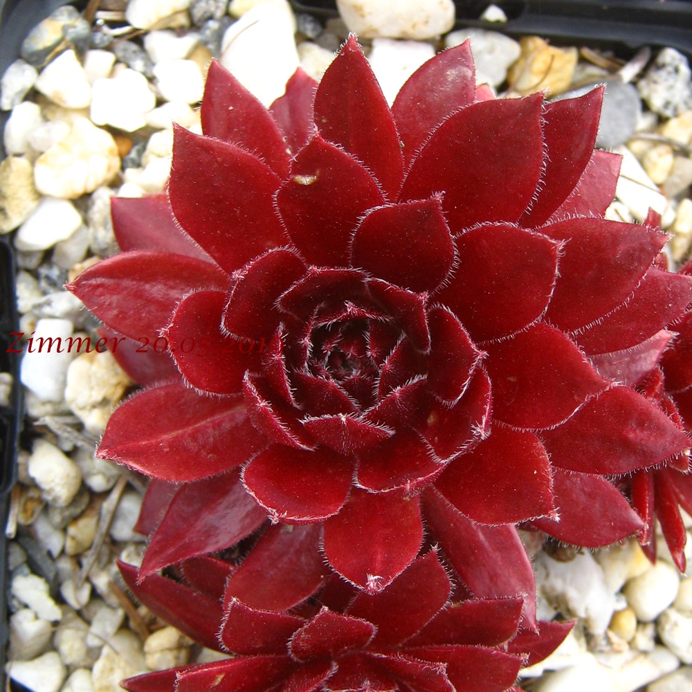 Pacific Hairy Hep