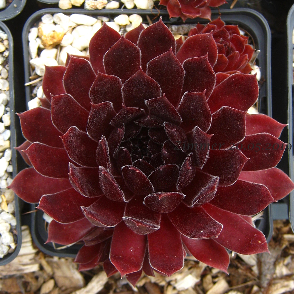 Pacific Red Rose