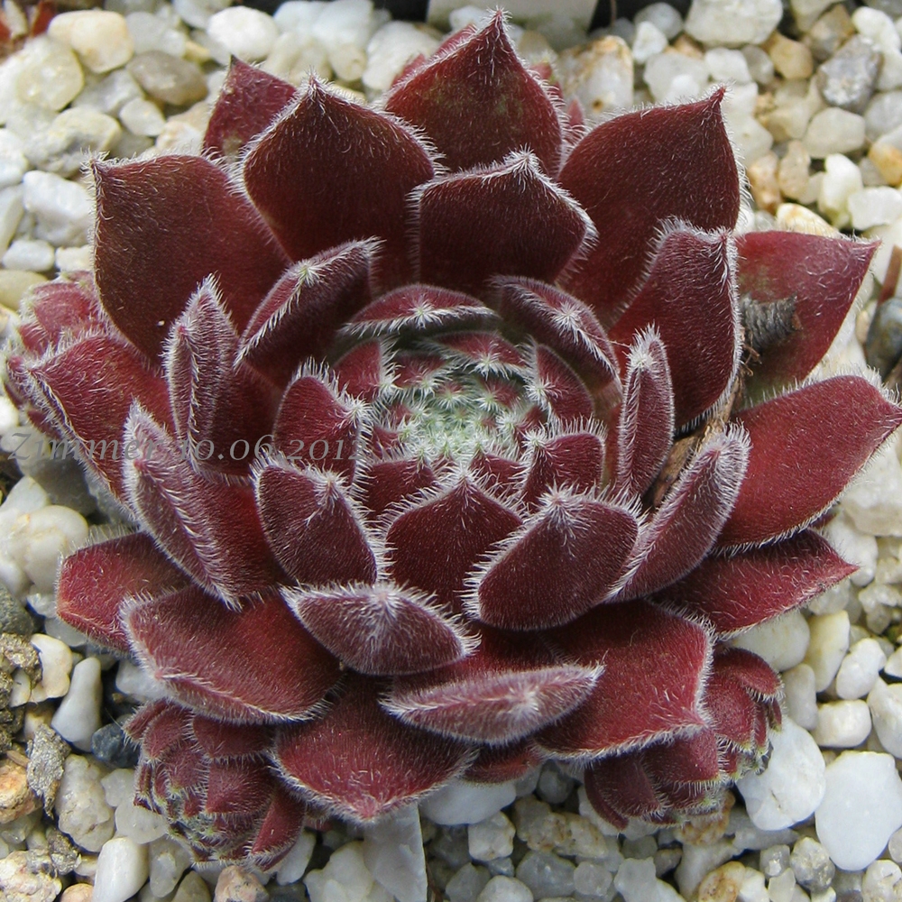 Pacific Spring Frost
