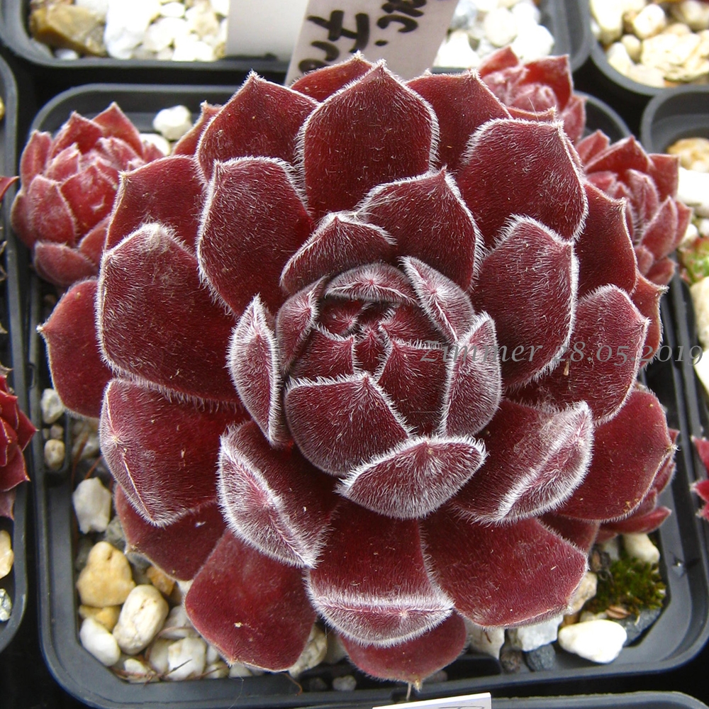 Pacific Spring Frost