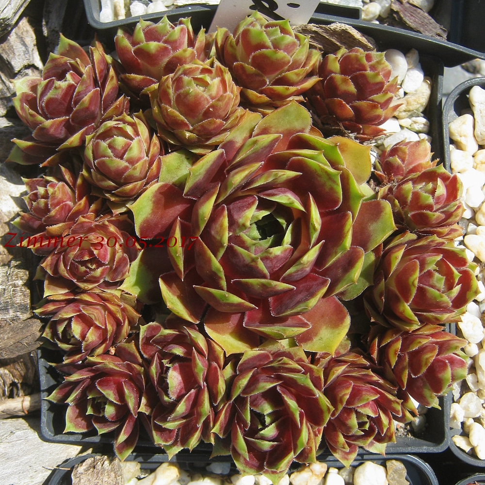 Pallida