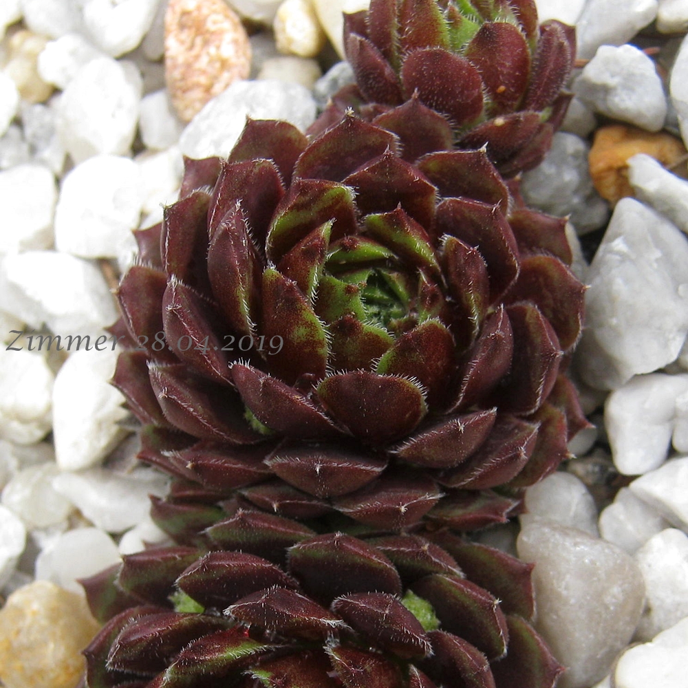 Perle d'Amour