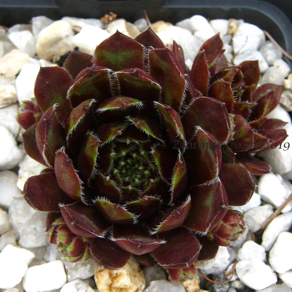 Perle d'Amour