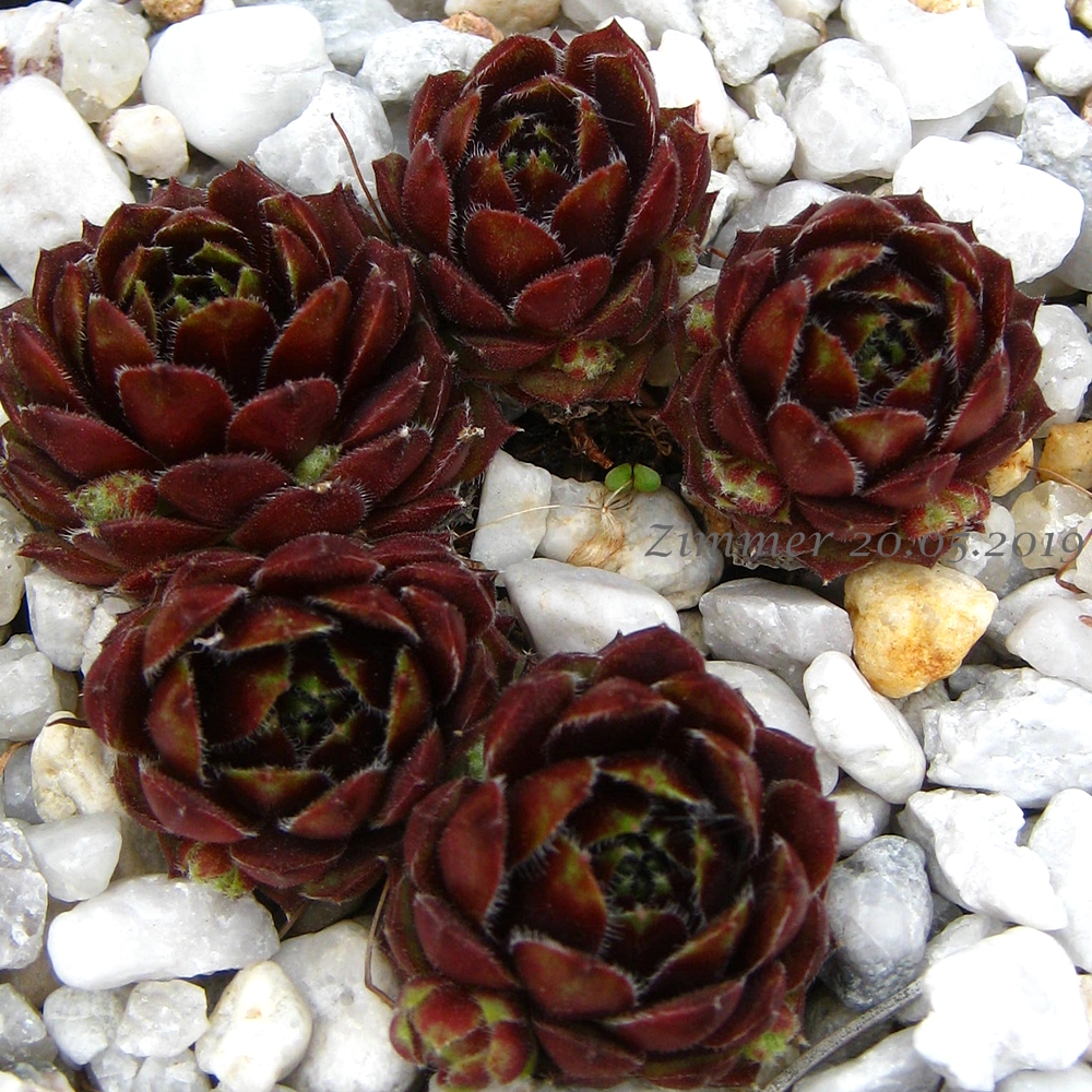 Perle d'Amour