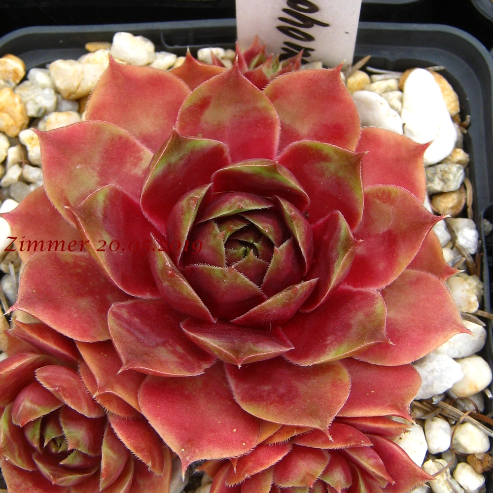 Persephone