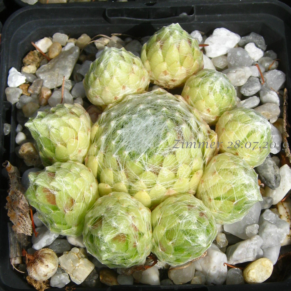 Pin Cushion
