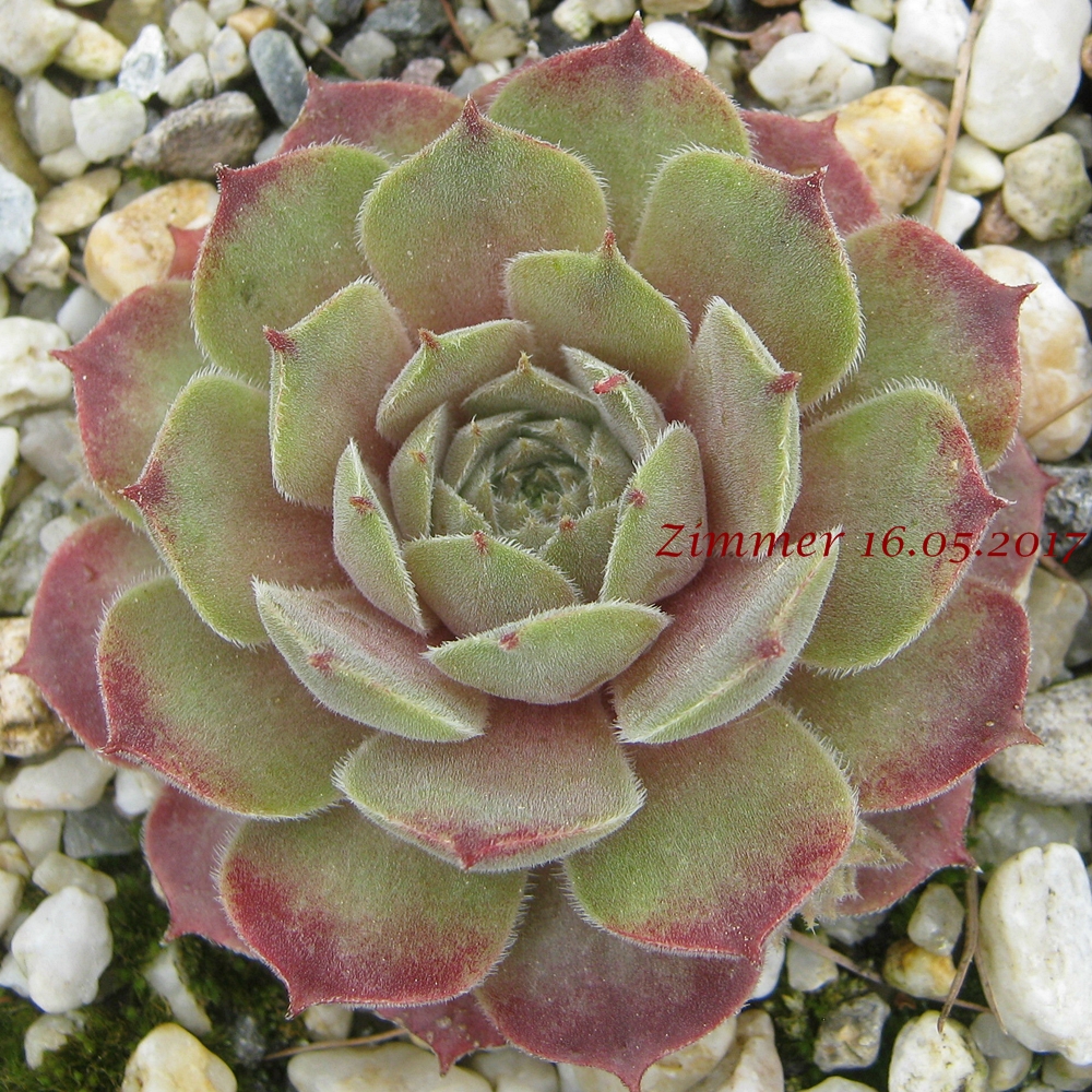 Pink Charm