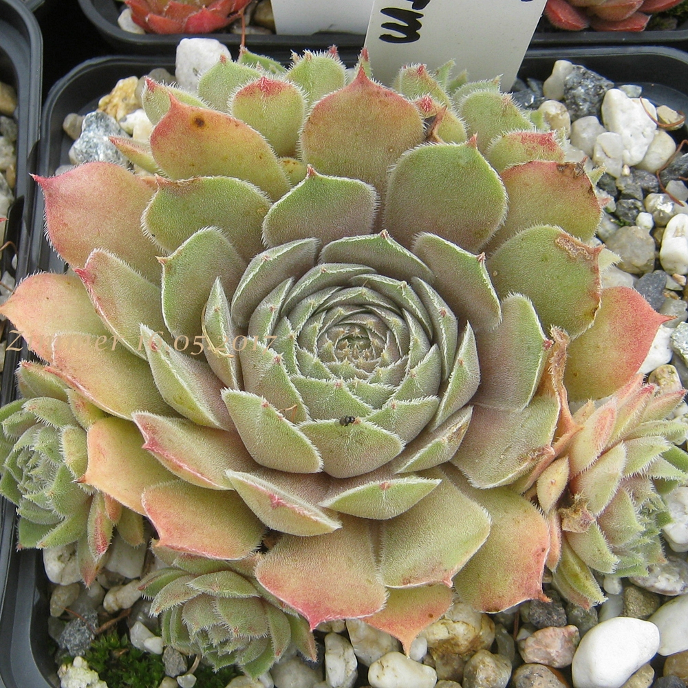 Pink Charm