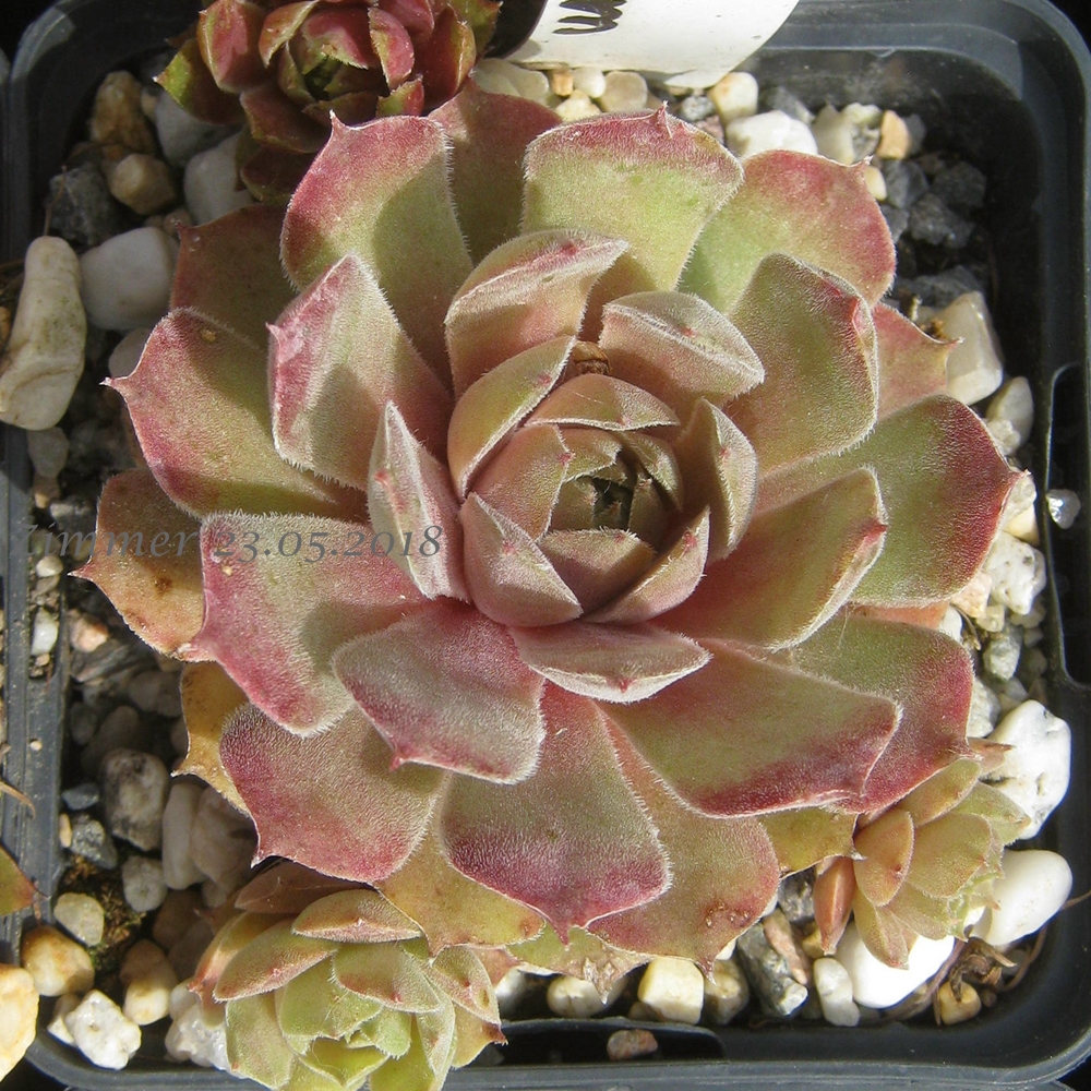 Pink Charm