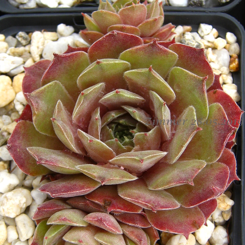 Pink Charm