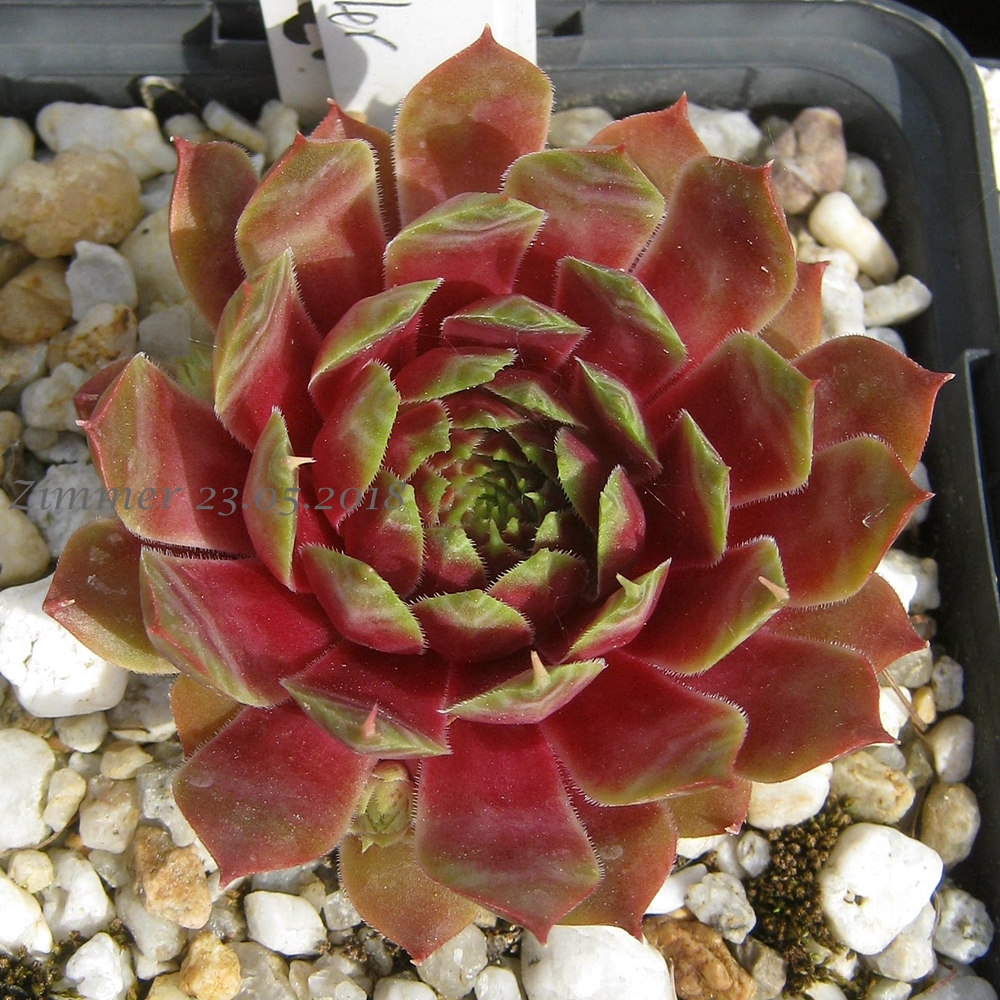 Pink Dazzler