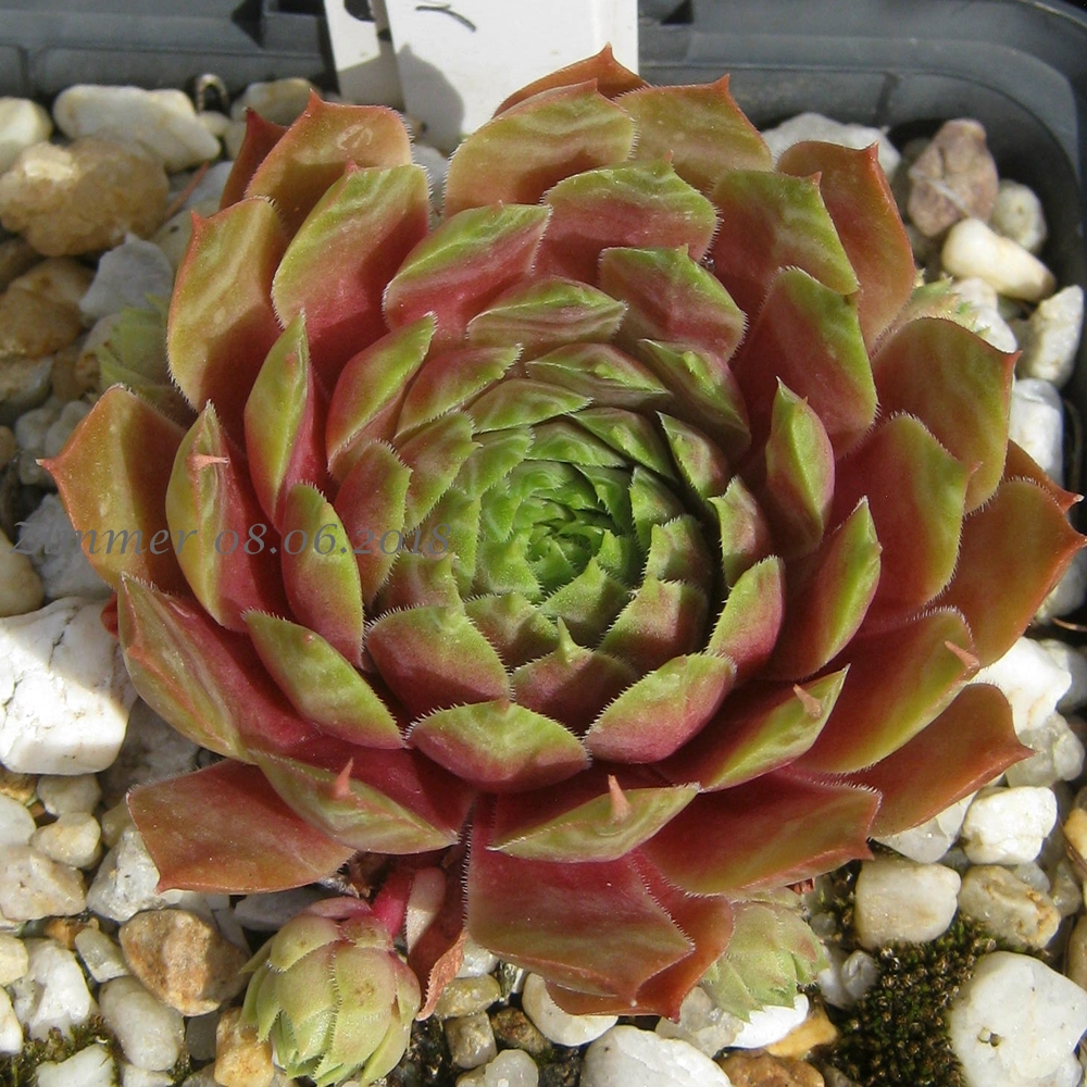 Pink Dazzler