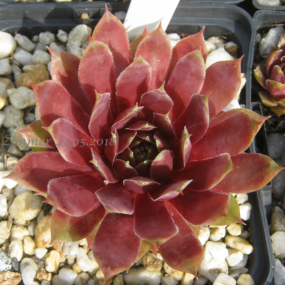 Pinnacle Pink