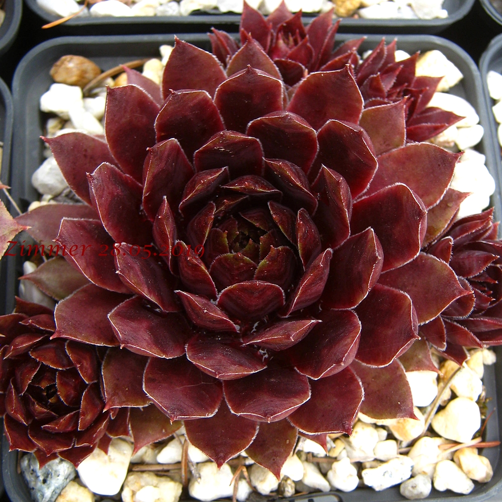 Purple Dazzler