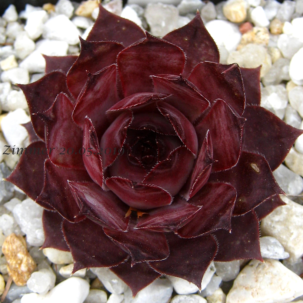Purple Violet