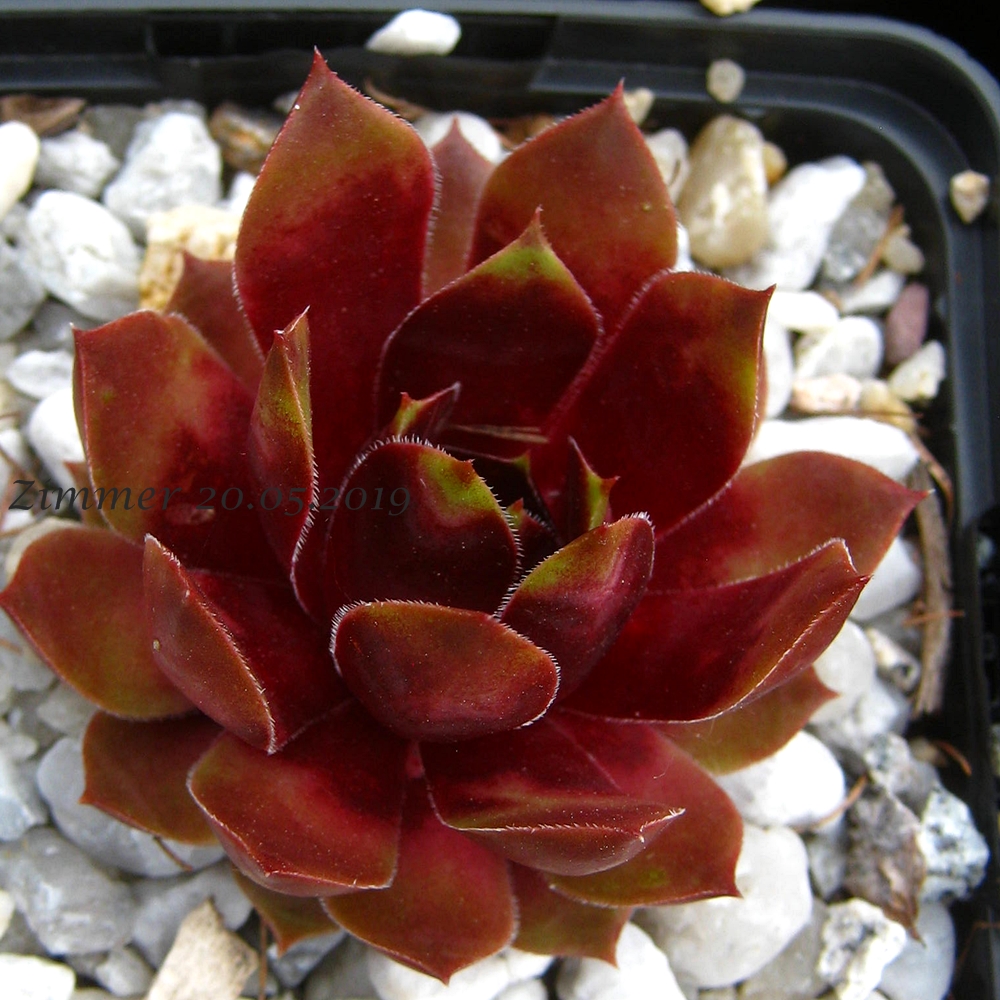 Red Dazzler