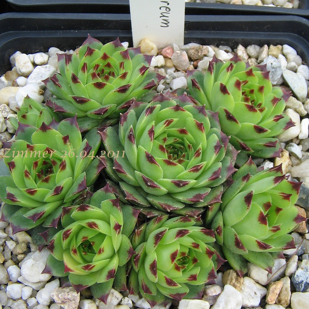calcareum
