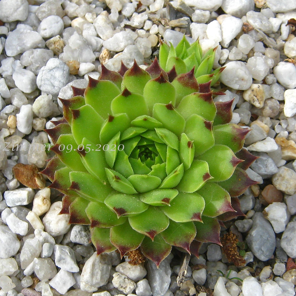 calcareum from La Vanoise