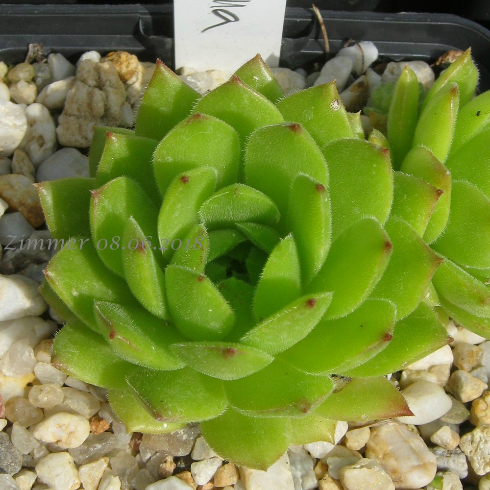 Limonella
