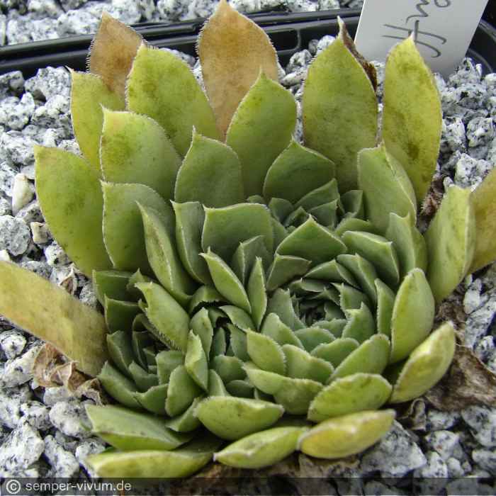 heuffelii from Naklo, Tara
