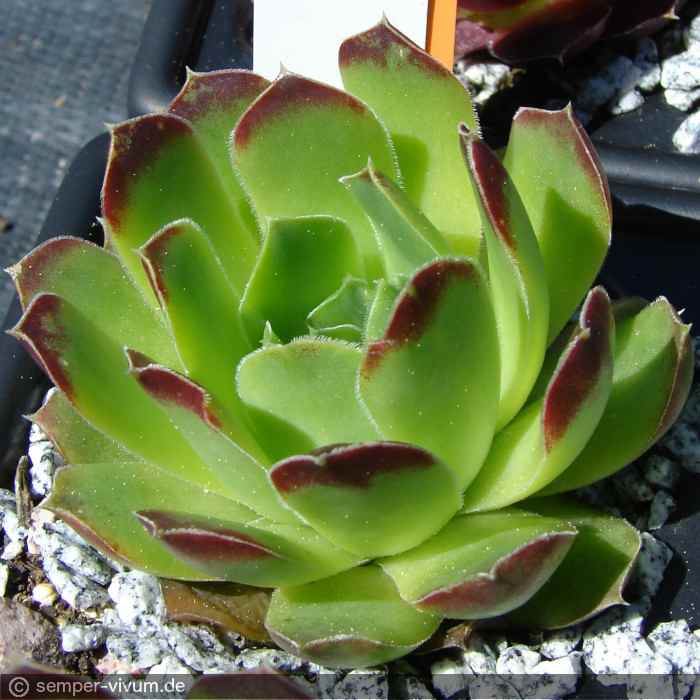 heuffelii (glabrum) from Galičica, Typ C PH1800