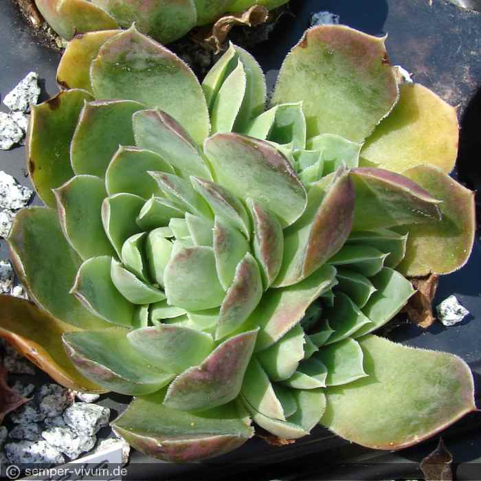 heuffelii (glabrum) from Koprivnik