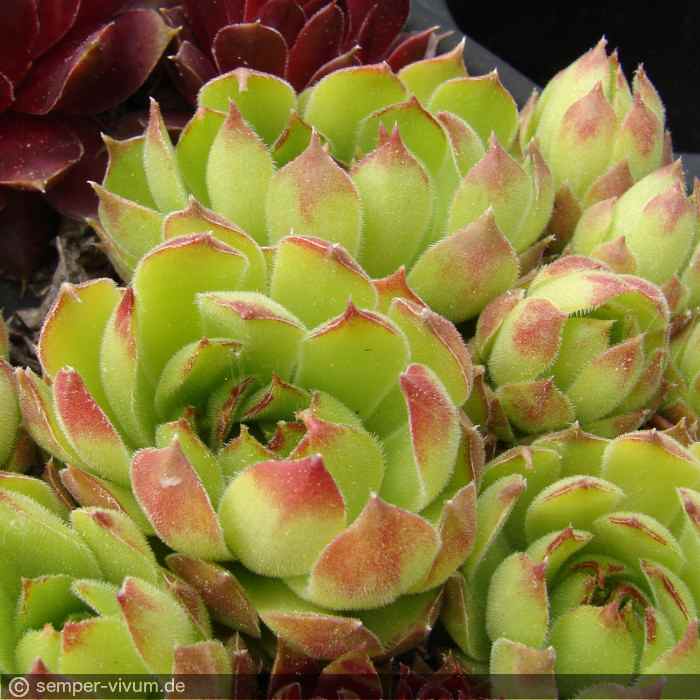 marmoreum ssp. matricum from Kamenica nad Hronom