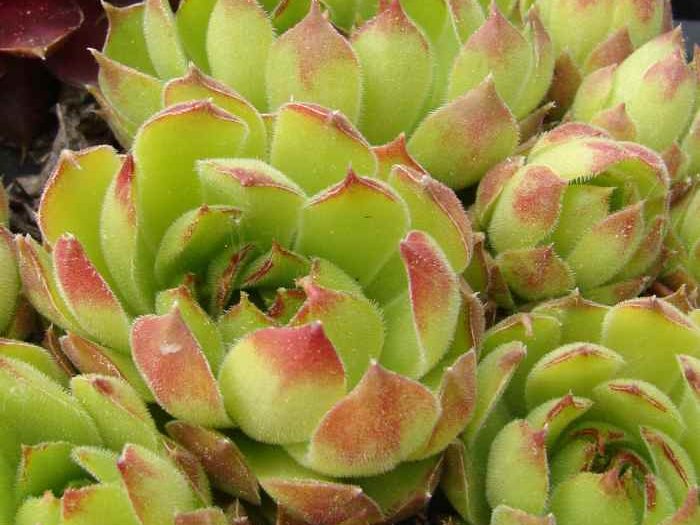 marmoreum ssp. matricum from Kamenica nad Hronom