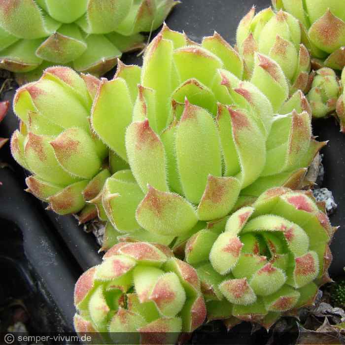 marmoreum ssp. matricum from Kamenica nad Hronom