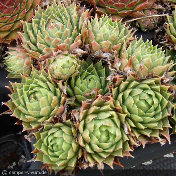 calcareum cf. from La Bernarde