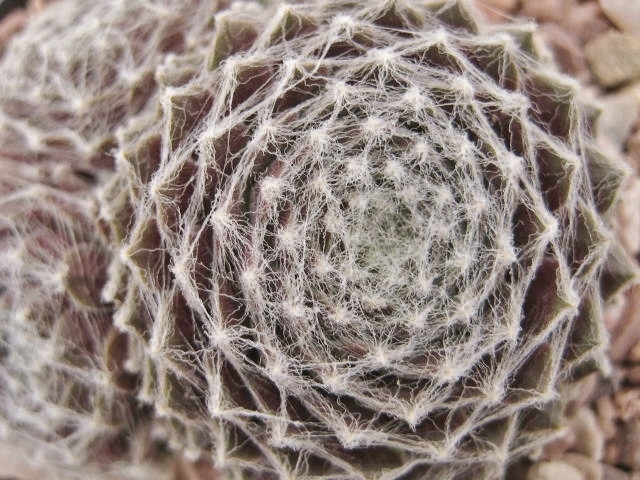 Web of Intrege