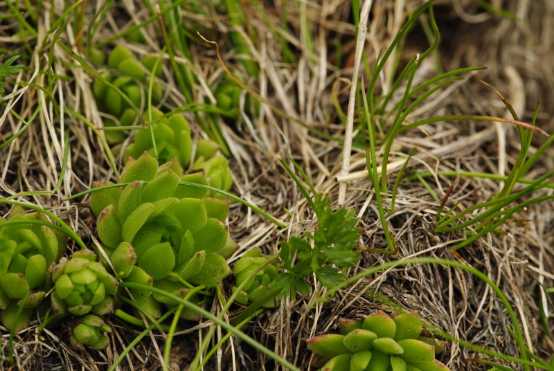 montanum ssp. carpathicum from Kôprovský štít, SO Abhang
