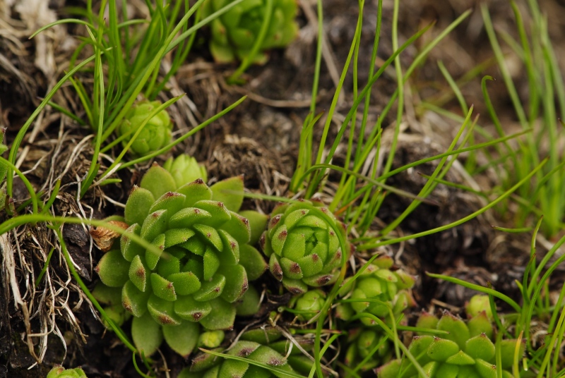 montanum ssp. carpathicum from Kôprovský štít, SO Abhang