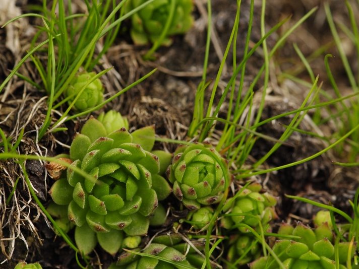 montanum ssp. carpathicum from Kôprovský štít, SO Abhang