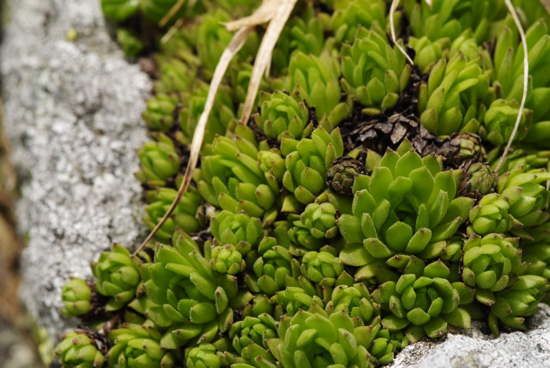 montanum ssp. carpathicum from Kôprovský štít, SO Abhang