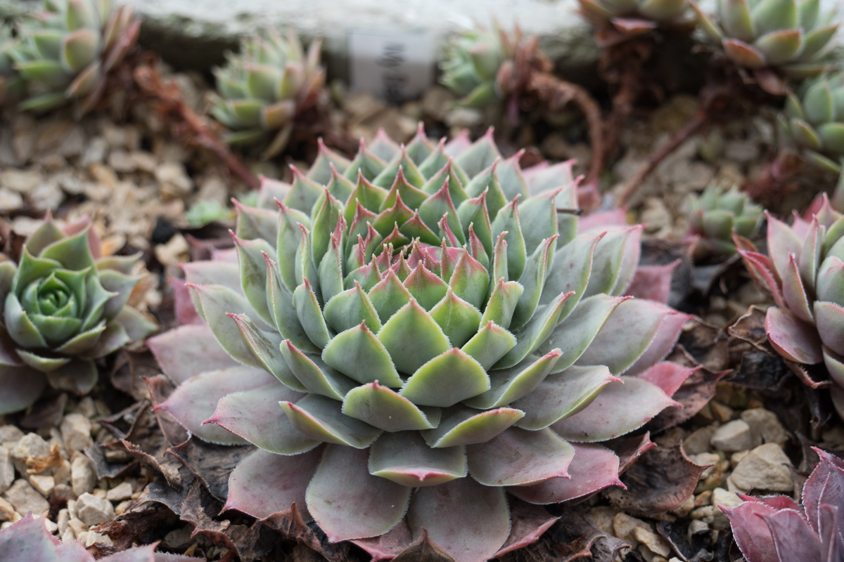 My Barbara im Herbst